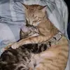 Brunodiary - @bruno.cat.days - TikTok