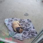 The Same Photo Of Bruno Sleeping Every Day - Facebook