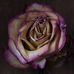 Bruno Debas Photography - Facebook
