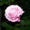 Bruno Denis - @bruno.denis1 - TikTok