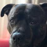 Biddles - @brunoellisgriffiths - Instagram