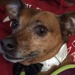 Bruno Ellis - @lets_talk_mutt - Instagram