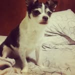 Bruno Ellis - @furry_n_feather_crew19 - Instagram