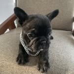 Bruno Estrella - @bruno_elperrofrances - Instagram
