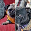 bruno/estrella - @pug74315 - TikTok