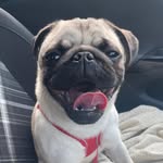 Bruno Evans - @pugbruno1 - Instagram