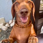 Bruno Gutiérrez - @brunoitdog - Instagram