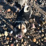 Bruno Hunter - @bruno_the_puggle_life - Instagram