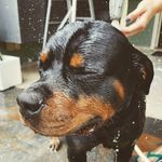 Bruno Lee - @rottweiler_bruno - Instagram
