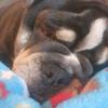 bruno morris - @lifeofbrunodoggy - TikTok