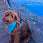 Bruno 🐾 - @bruno.para.el.mundo - Instagram
