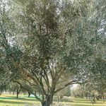 Bruno Romano - @bruno.romano.399488 - Instagram
