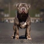 BRUNO_ROMANO - @bruno_romano_xl - Instagram