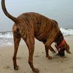 Bruno Santini - @santini7992 - Instagram