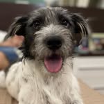 Bernardo Bruno Schettini 🐾 - @bernardobrunodog - Instagram