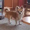 Bruno Schulz - @bobbyderhund99 - TikTok