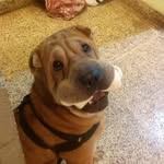 @_bruno.sharpei - Instagram