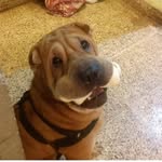 Bruni🐾 - @bruno.sharpei_ - Instagram
