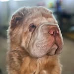 Bruno -🐶🐾 - @brunosharpei21 - Instagram