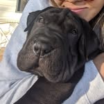 bruno_ - @bruno_sharpeixmastiff - Instagram
