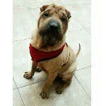 bruno 🐾 - @brunosharpei - Instagram