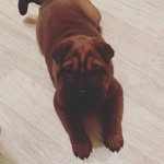 Bruno - @brun_osharpei - Instagram
