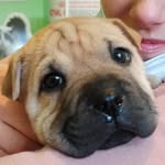 Bruno - @bruno.shar.pei - Instagram