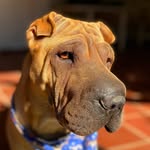 Bruno🐾 - @bruno.sharpei - Instagram