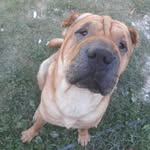 Bruno - @bruno_shar_pei - Instagram