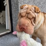 Bruno - @bruno_sharpei - Instagram