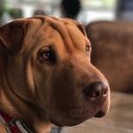 Bruno - @bruno_sharpeicol - Instagram