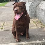 bruno_sharpei - @shar_pei_uk2020 - Instagram