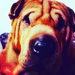 Bruno Sharpei - @bruno._sharpei_ - Instagram