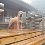 @bruno_sharpei_ - Instagram