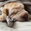 Bruno_Sharpei - @bruno_sharpei - TikTok