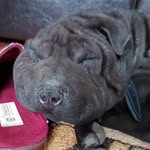 Bruno Sharpey - @brunosharpe - Instagram