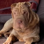 Bruno valencia - @brunosharpei2021 - Instagram