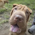 Gloria Elena Valencia - @bruno_sharpei_colombia - Instagram