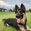 🐶🐾 Bruno da Shepherd 🐾🐶 - @bruno.gsd - TikTok