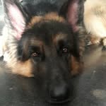 🐶 Bruno The German Shepherd - @indian_german_shepherd - Instagram