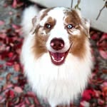 Bruno - Australian Shepherd - @mrbrownaussie - Instagram