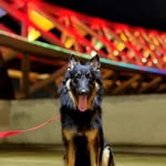 BRUNO 🖤🦴🐾 - @bruno.shepherd - Instagram