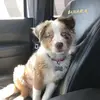 Bruno 🐾 - @brunotheshepherd__ - TikTok