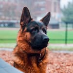 Bruno || German Shepherd - @bruno.thgsd - Instagram