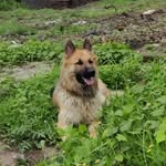 BRUNO | GERMAN SHEPHERD - @bruno__bhasin - Instagram