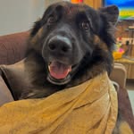 BRUNO 🐾|| German Shepherd - @bruuno_thegsd - Instagram