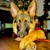 “”BRUNO “” german shepherd gro - @tiktok.combrunoelpastor - TikTok