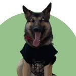 Bruno 🐾 - @sir_bruno_the_shepherd - Instagram