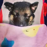 Bruno | The German Shepherd - @___itsbruno___ - Instagram