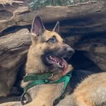 BRUNO | THE GERMAN SHEPHERD - @bruno_thegsd24 - Instagram